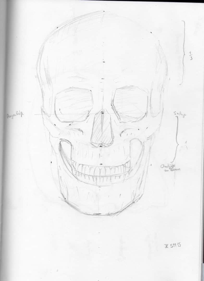 Skull Anatomy