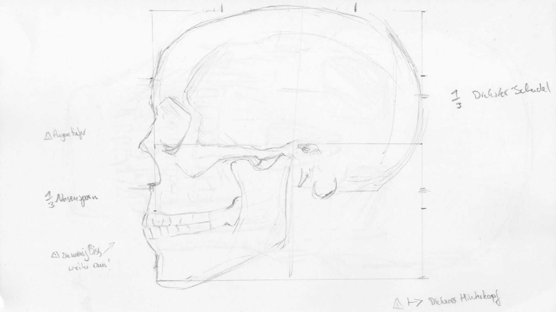 Skull Anatomy Side